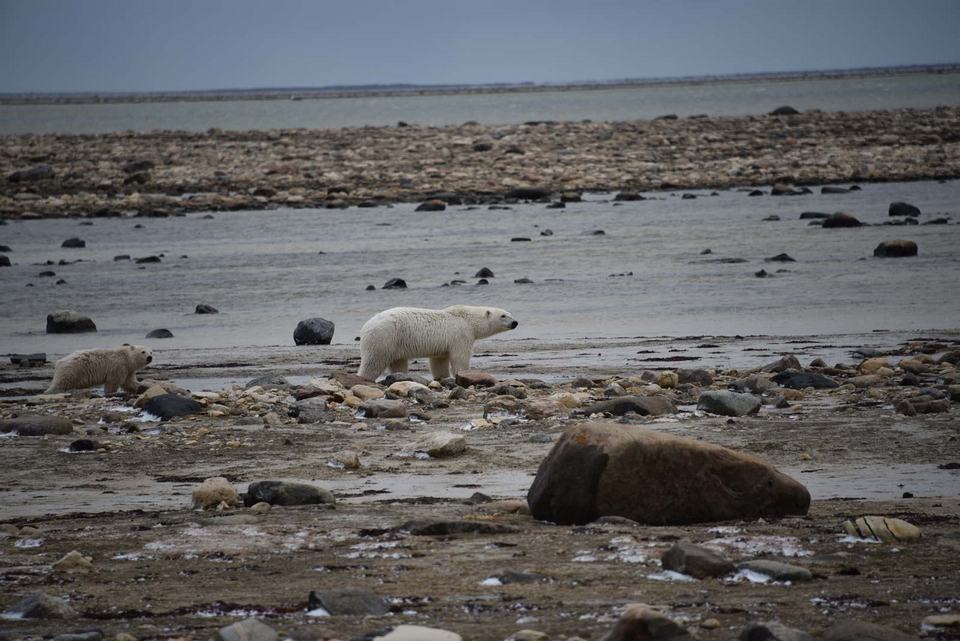 Churchill Manitoba Oct 2023 20